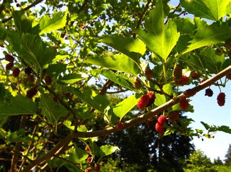 oscar mulberry tree for sale.